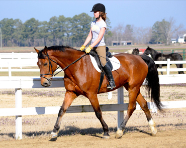 Equestrian Gears